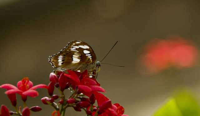 20120704ButterflyPavillion1139