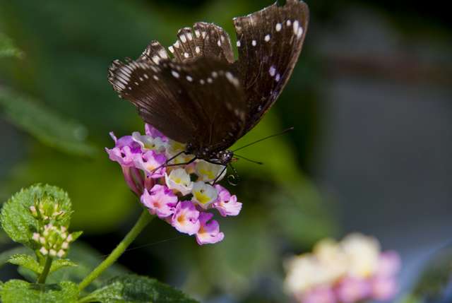 20120704ButterflyPavillion1164