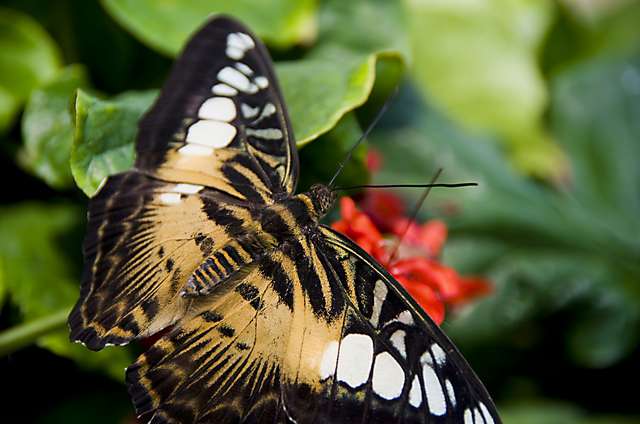 20120704ButterflyPavillion1177