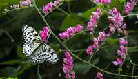 20120704ButterflyPavillion1053