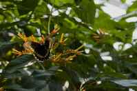 20120704ButterflyPavillion1065