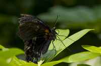 20120704ButterflyPavillion1066
