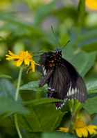 20120704ButterflyPavillion1073