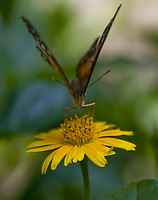 20120704ButterflyPavillion1090