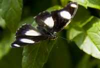 20120704ButterflyPavillion1095