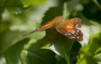 20120704ButterflyPavillion1100