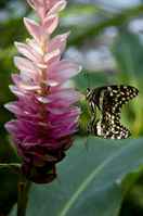 20120704ButterflyPavillion1102