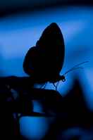 20120704ButterflyPavillion1126