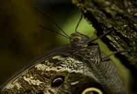 20120704ButterflyPavillion1128