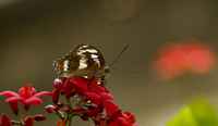 20120704ButterflyPavillion1139