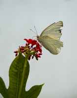 20120704ButterflyPavillion1145