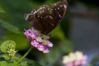 20120704ButterflyPavillion1164