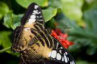 20120704ButterflyPavillion1177