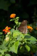 20120704ButterflyPavillion1183