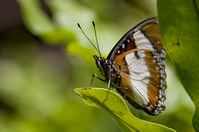 20120704ButterflyPavillion1194