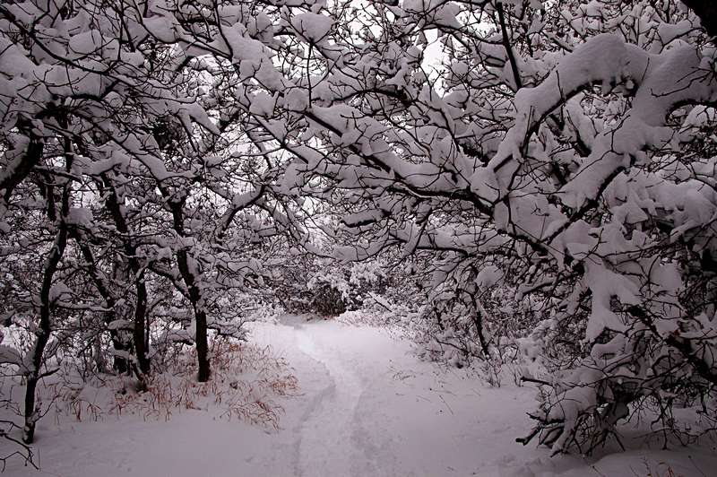 01-20110206Snow6282