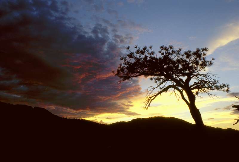 02-RoxboroughSilhouetteSil5