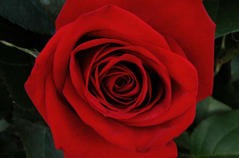 05-20110126Roses6196