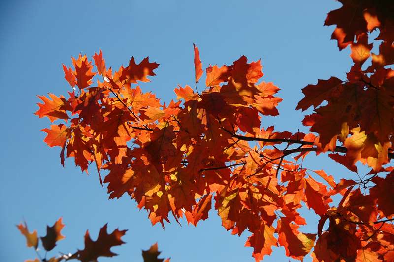 10-20091016FallColor1662