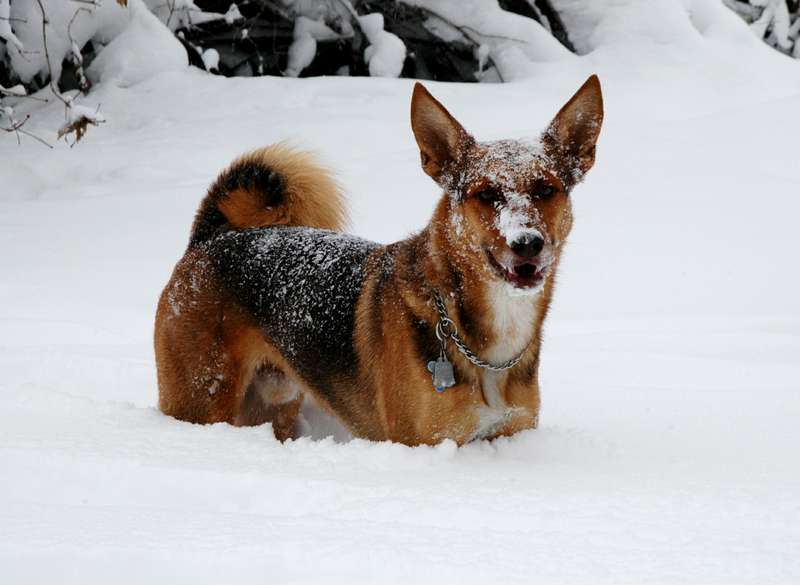 11-20091029Snow2710
