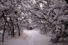 01-20110206Snow6282