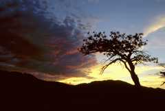02-RoxboroughSilhouetteSil5
