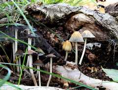 03-20110715Shrooms7230