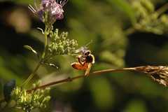 04-20100904Bees5226