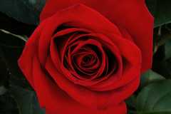 05-20110126Roses6196