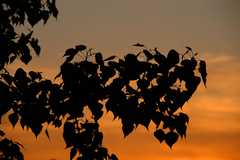 08-20090530Yard_9605