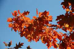10-20091016FallColor1662