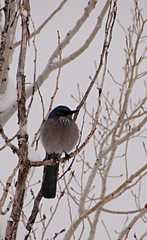 13-20110206Snow6499