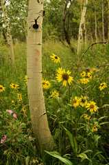 20150722Camping6735