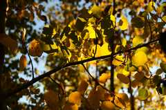 20160918FallColor8148