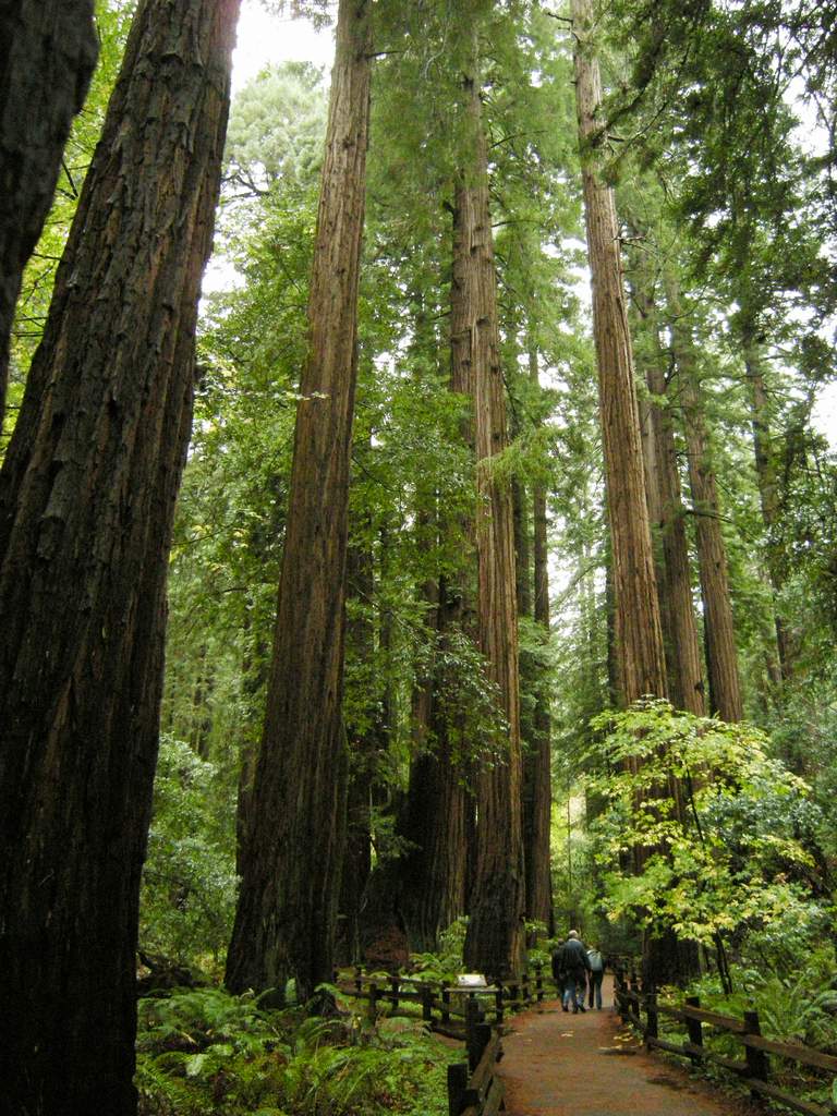 20161030MuirWoods3371