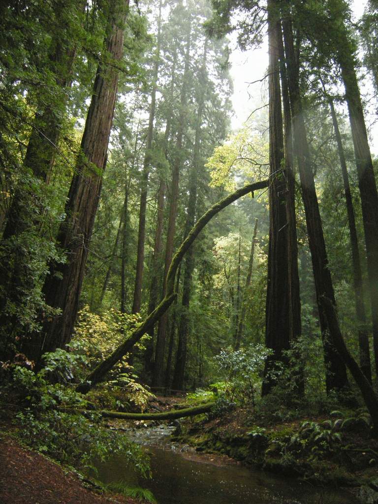 20161030MuirWoods3390