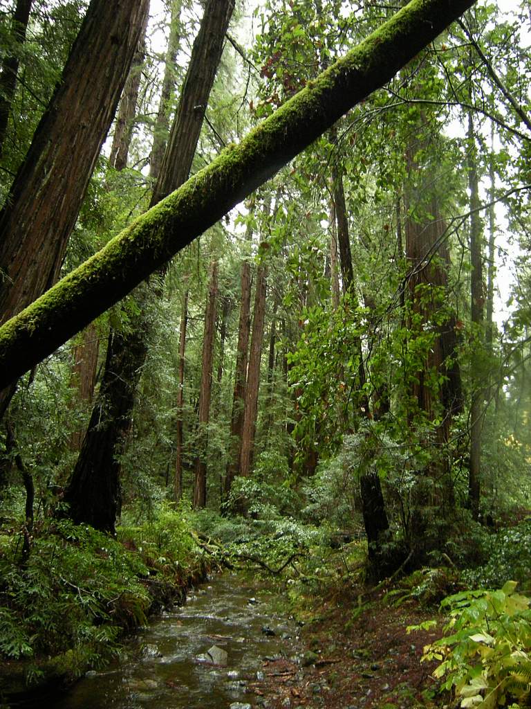 20161030MuirWoods3394