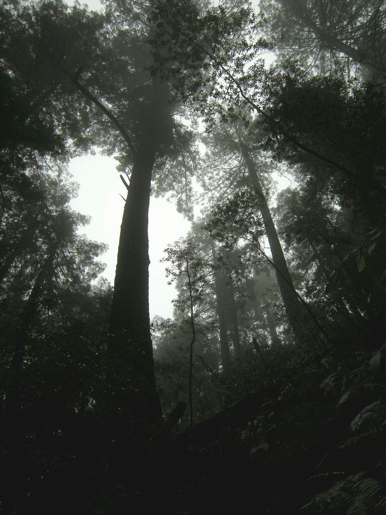 20161030MuirWoods3405