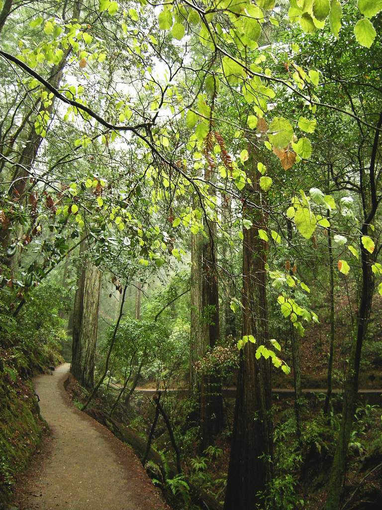 20161030MuirWoods3406