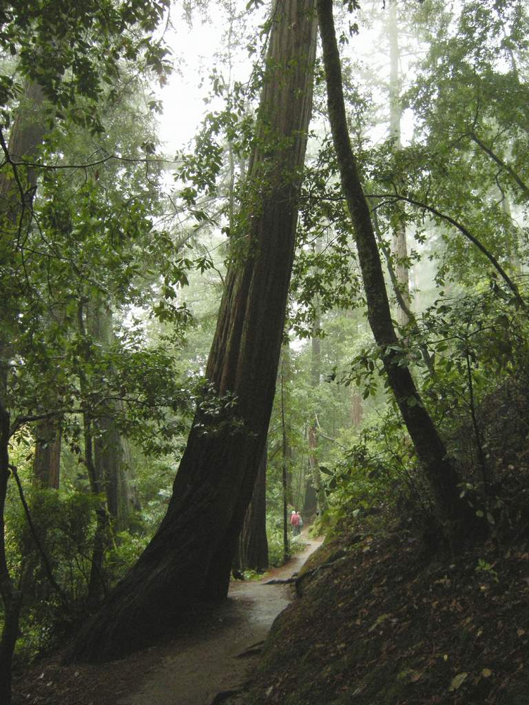 20161030MuirWoods3407