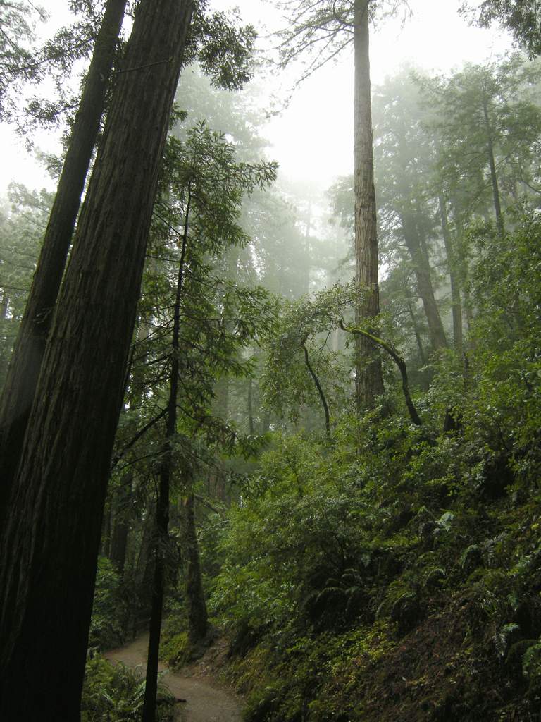 20161030MuirWoods3410