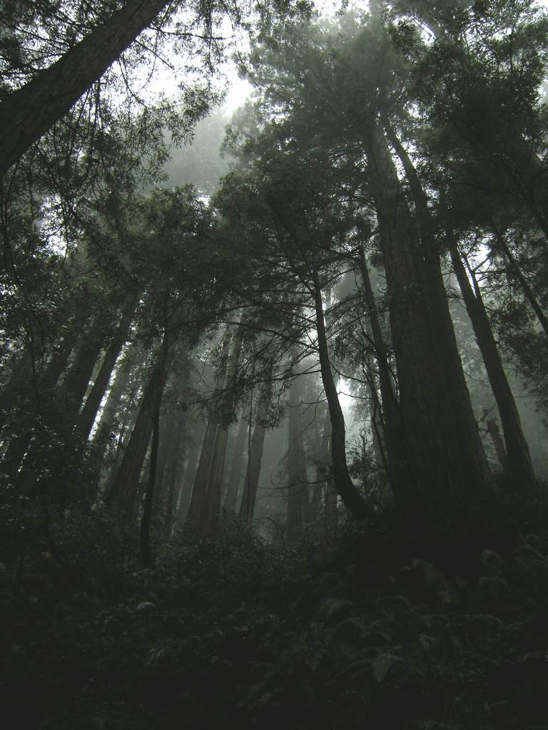 20161030MuirWoods3427
