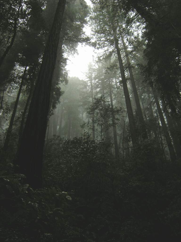 20161030MuirWoods3434