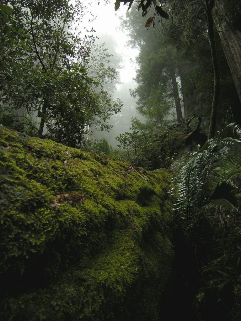 20161030MuirWoods3443