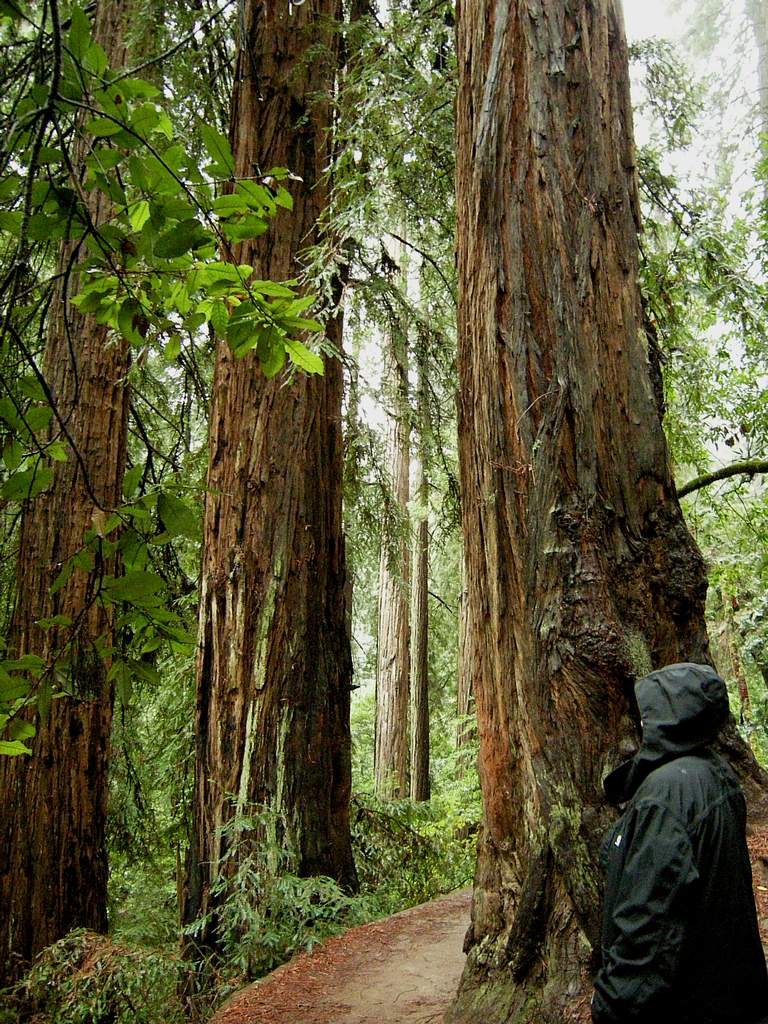 20161030MuirWoods3456