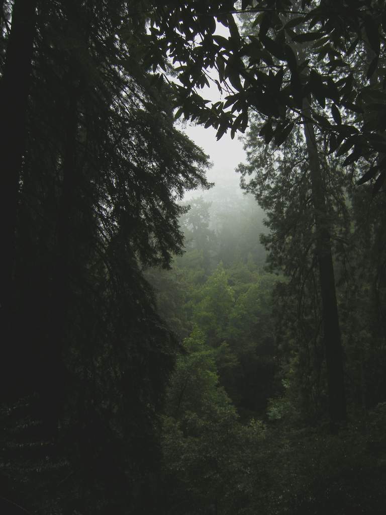 20161030MuirWoods3458