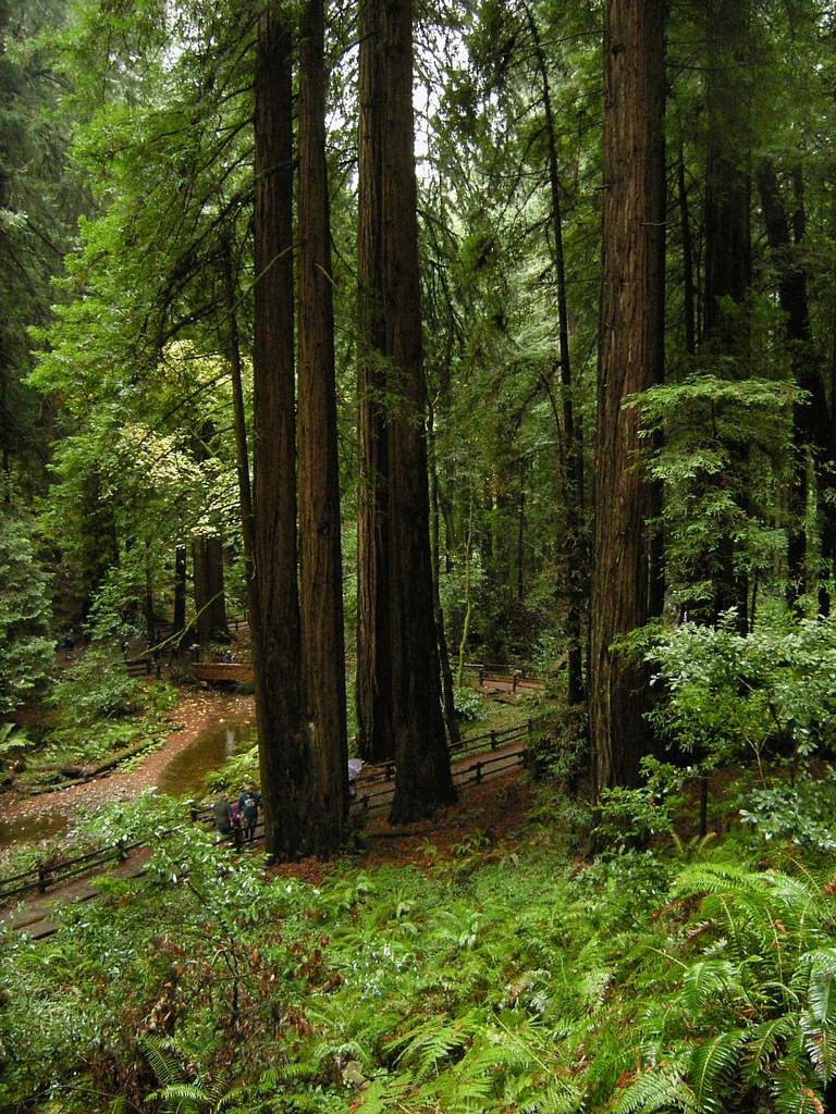 20161030MuirWoods3465