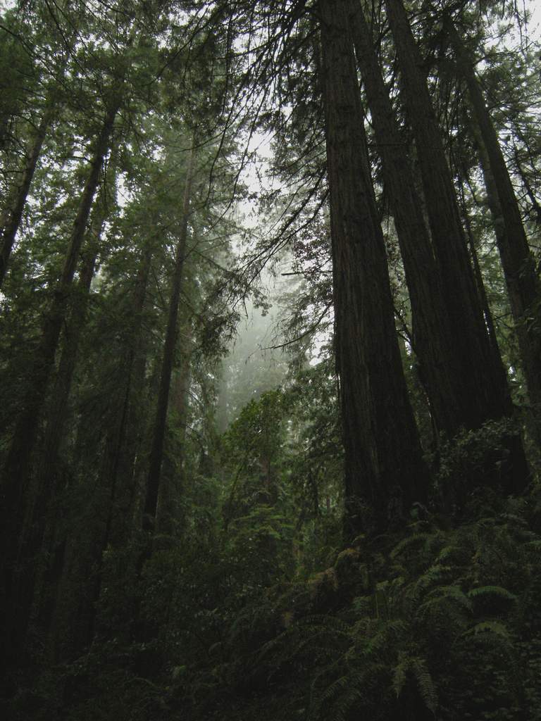 20161030MuirWoods3466