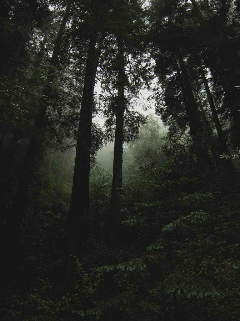 20161030MuirWoods3468