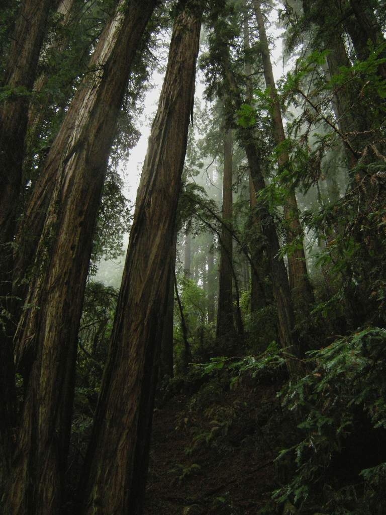 20161030MuirWoods3471